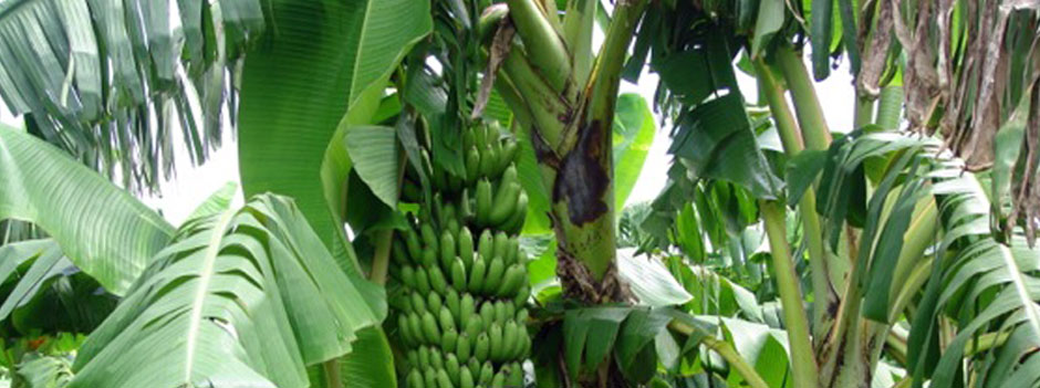 Green banana. Bunch of fresh green bananas on banana farm tree , #AFF, # Bunch, #fresh, #Green, #banana, #farm #ad